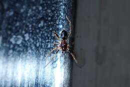 Image of Cobweb weaver