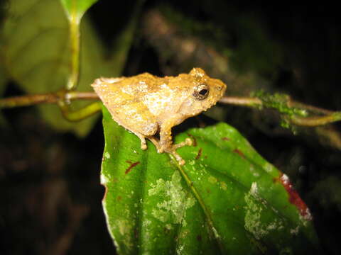 صورة Philautus larutensis (Boulenger 1900)