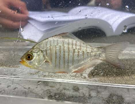 Image of Redtail surfperch