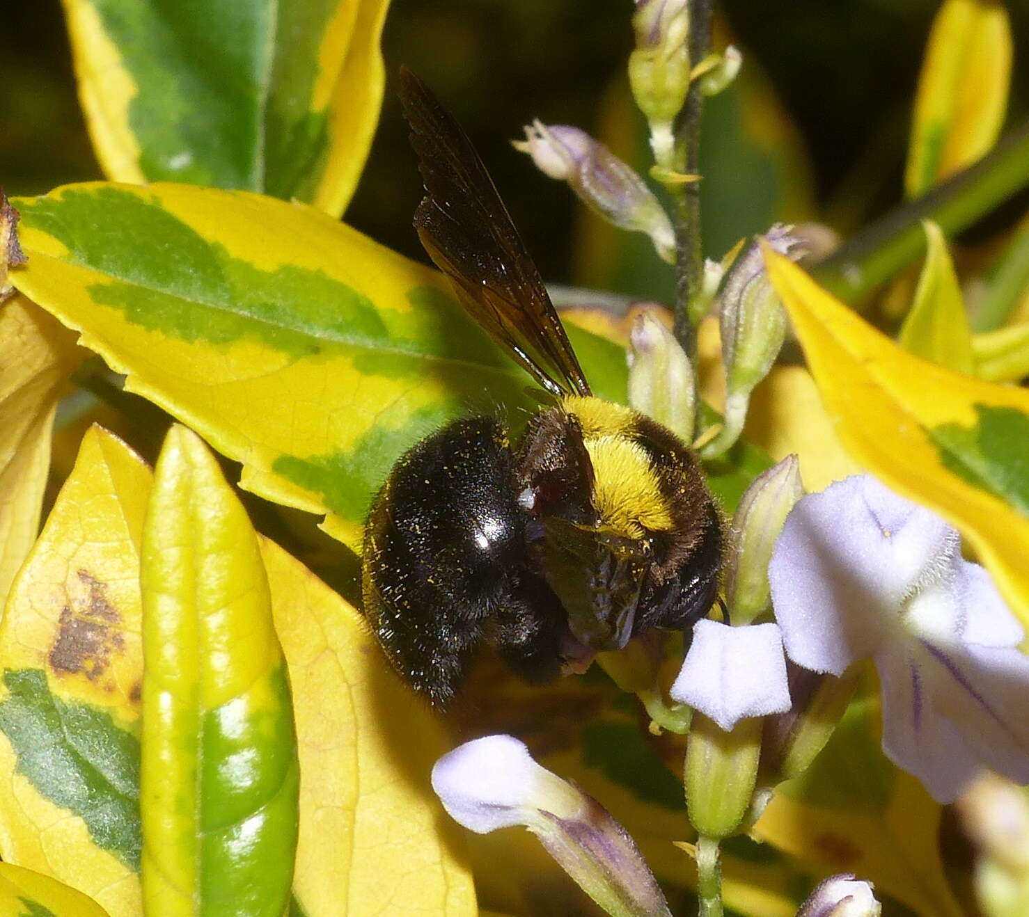 Plancia ëd Xylocopa flavicollis (De Geer 1778)