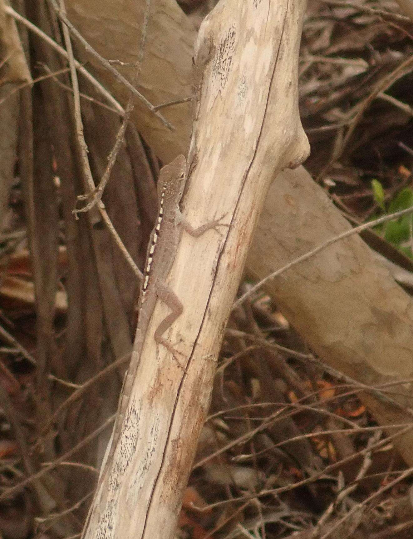 Image de Anolis scriptus Garman 1887