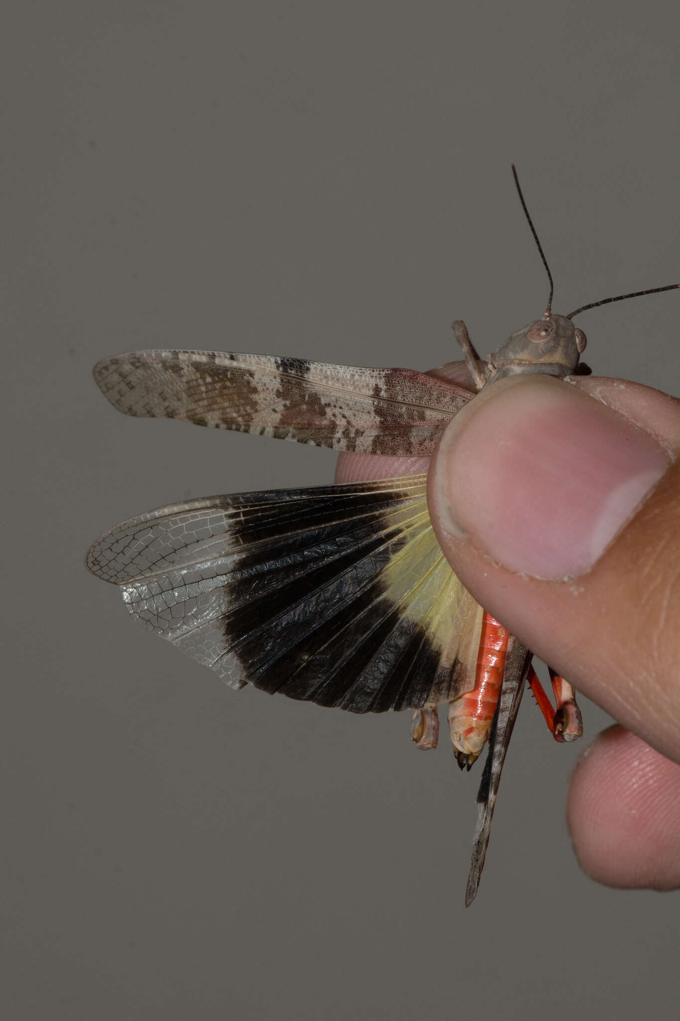 Trimerotropis melanoptera McNeill 1901 resmi