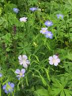 Imagem de Linum alpinum Jacq.