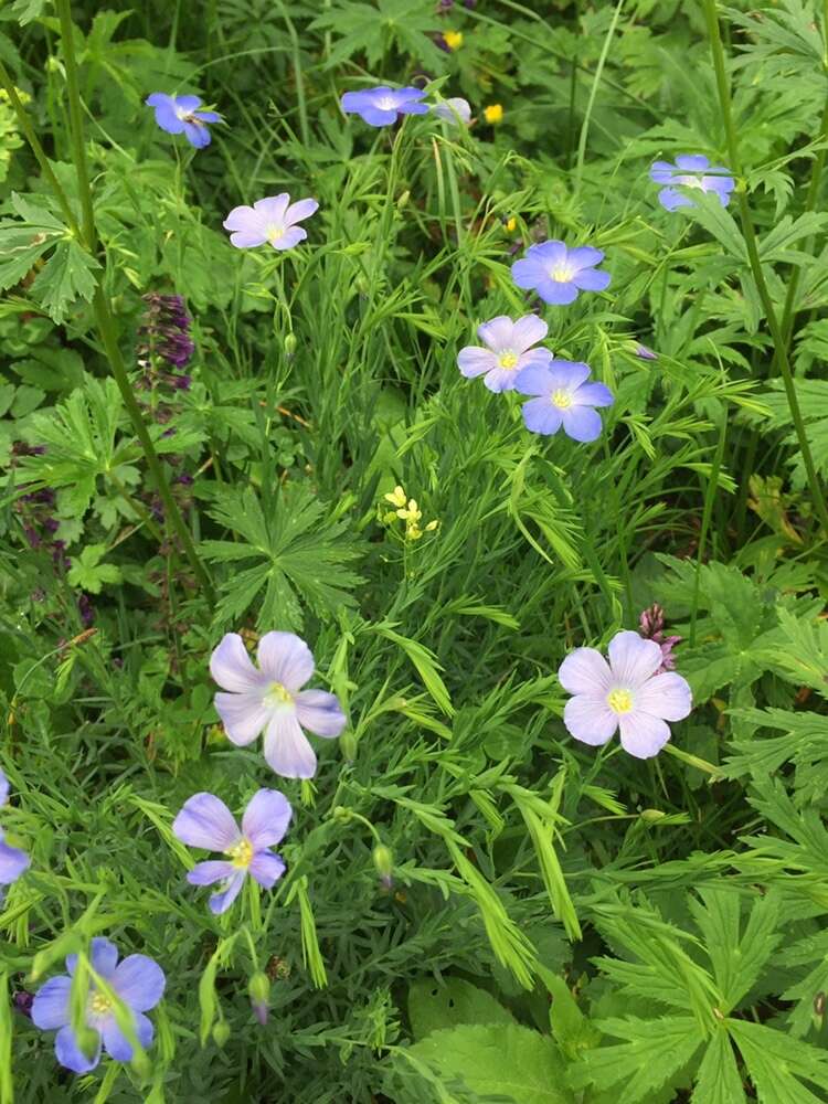 Imagem de Linum alpinum Jacq.