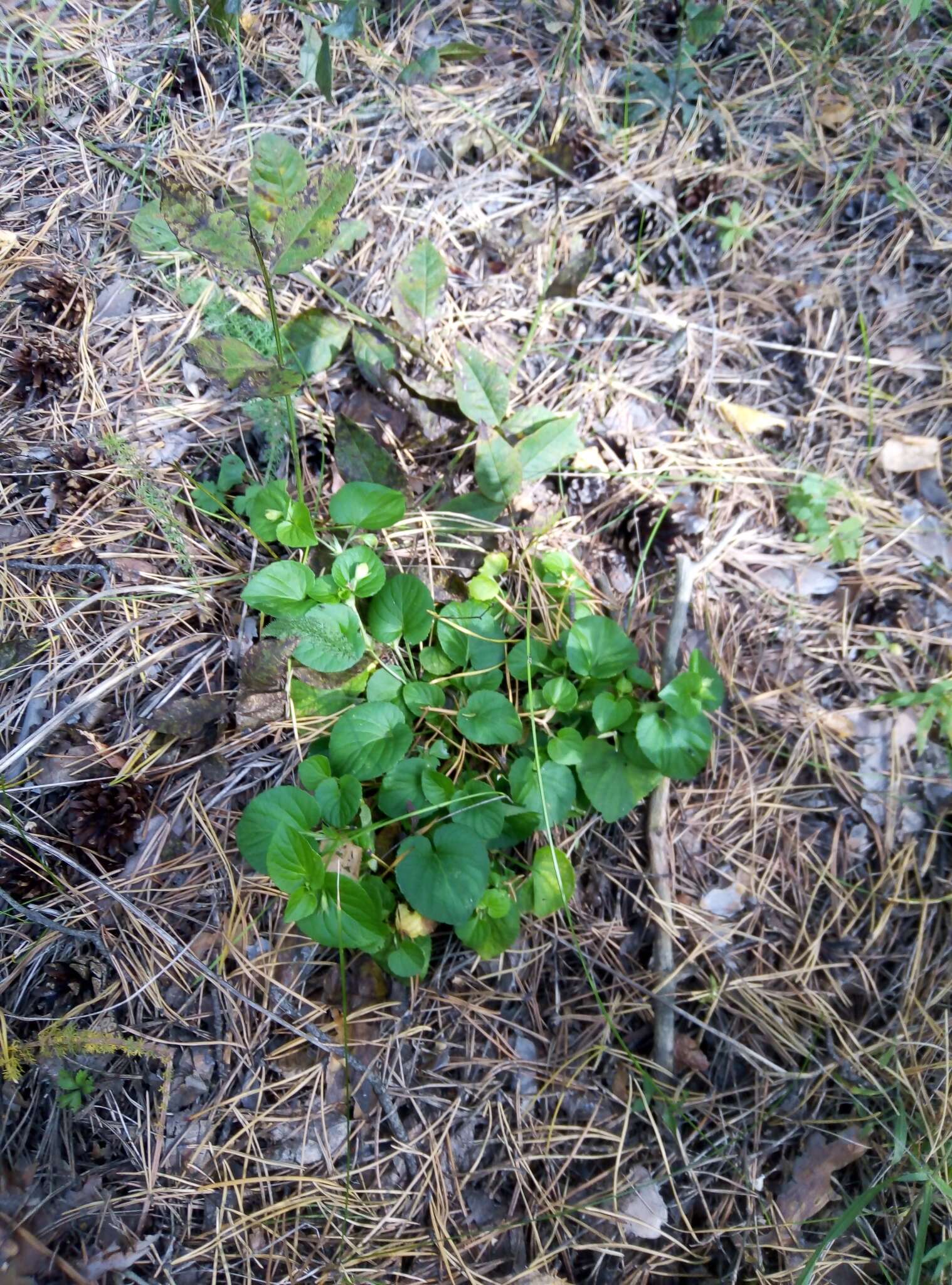 Image of Viola sacchalinensis H. Boiss.