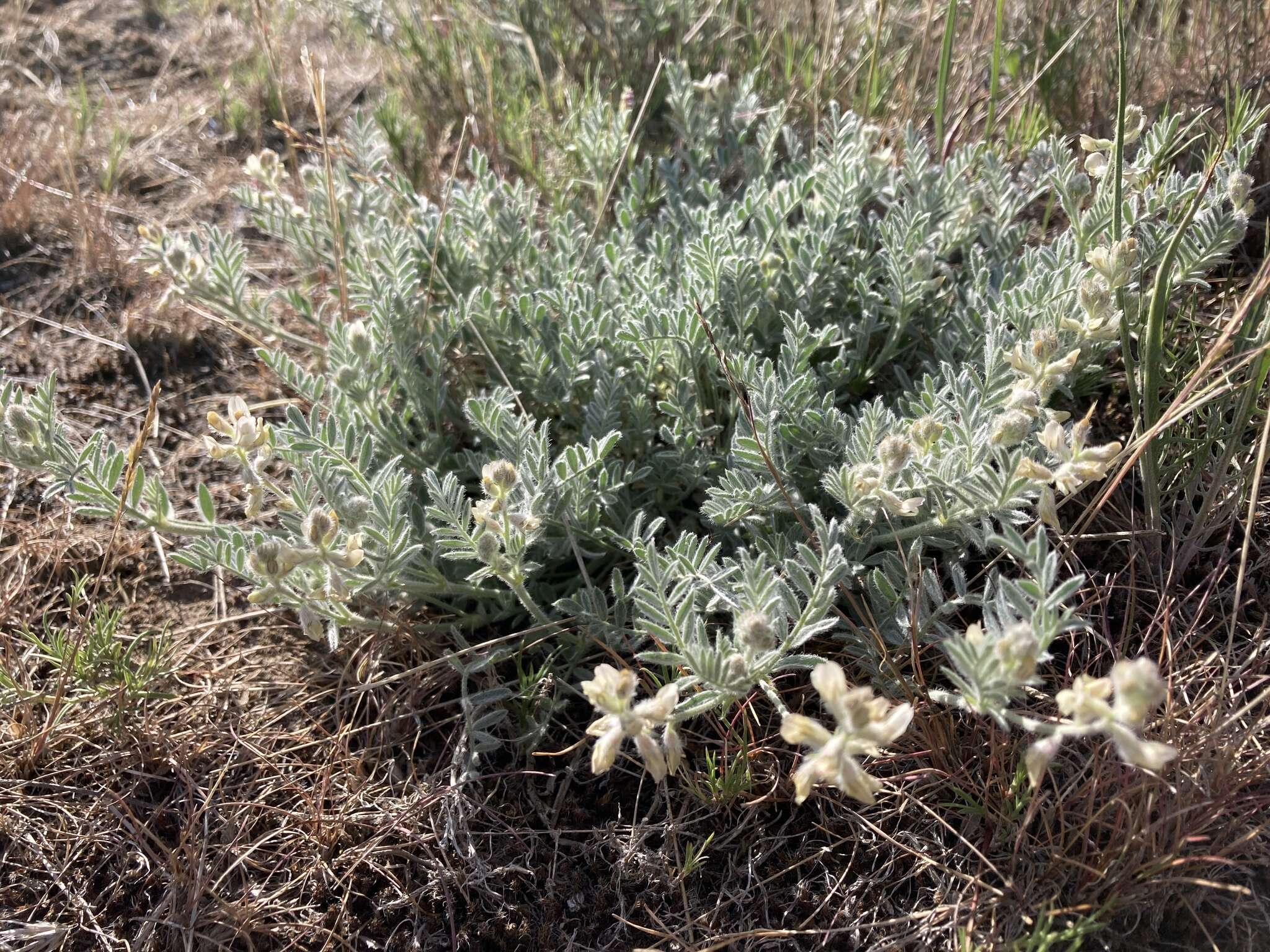 Imagem de Astragalus lyallii A. Gray