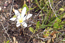 Image of Apodolirion macowanii Baker