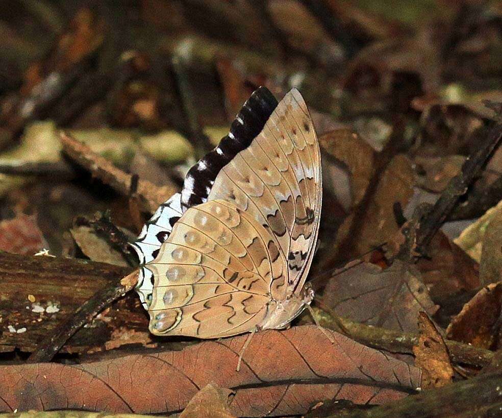 Image of Charaxes durnfordi Distant 1884