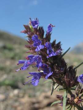 Image of Hyssopus officinalis subsp. officinalis