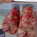 Image of hooded slipper lobster