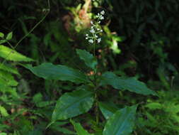 Image of Pollia secundiflora (Blume) Bakh. fil.