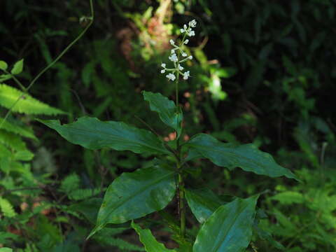 Image of Pollia secundiflora (Blume) Bakh. fil.