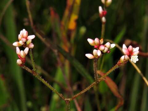 صورة Persicaria hystricula (Schuster) Sojak