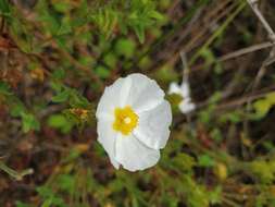 Imagem de Cistus obtusifolius Sweet