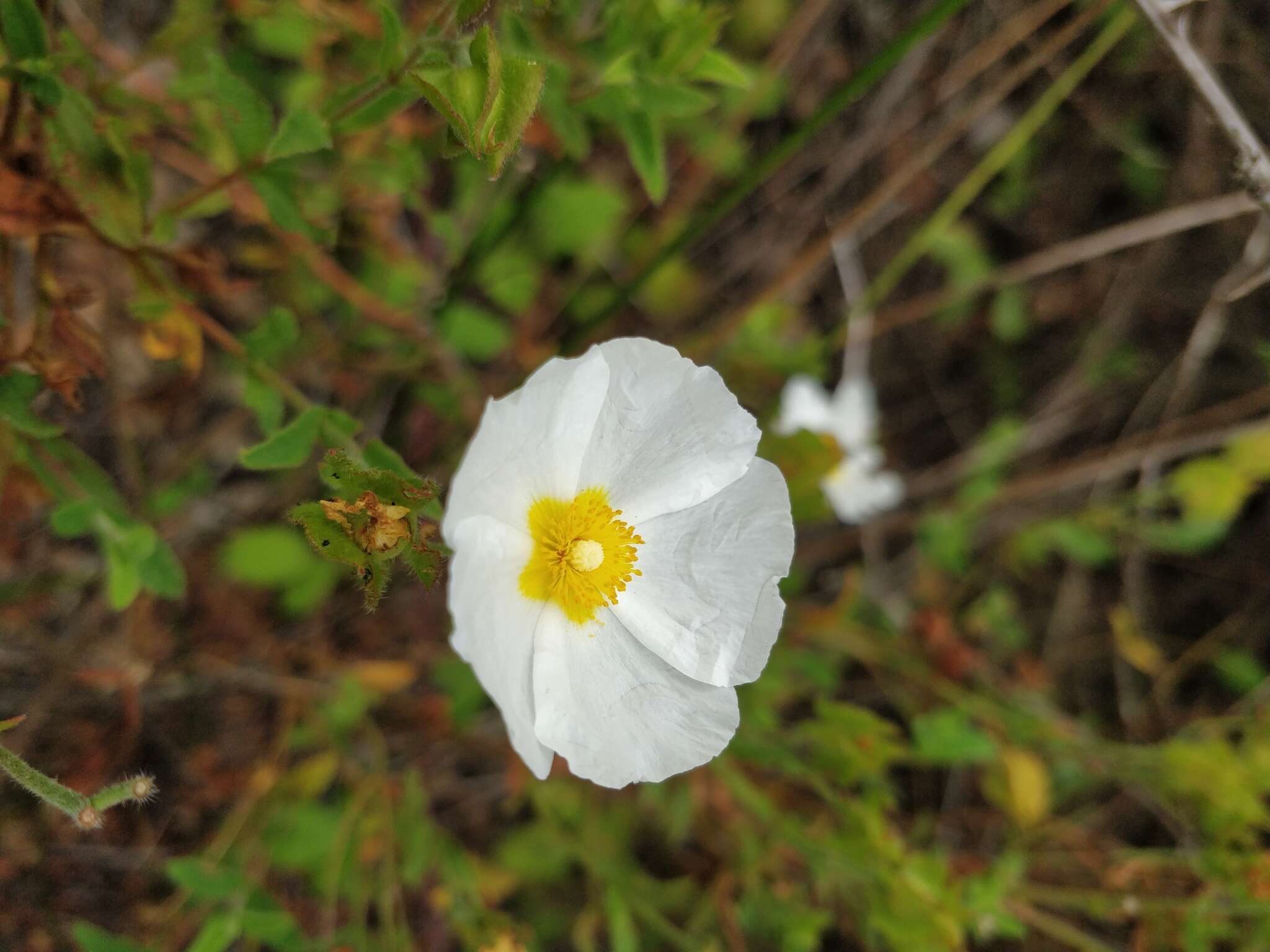 Image of Cistus obtusifolius Sweet