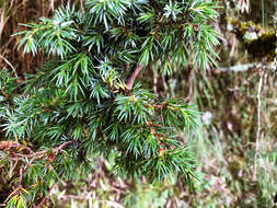 Слика од Juniperus formosana Hayata