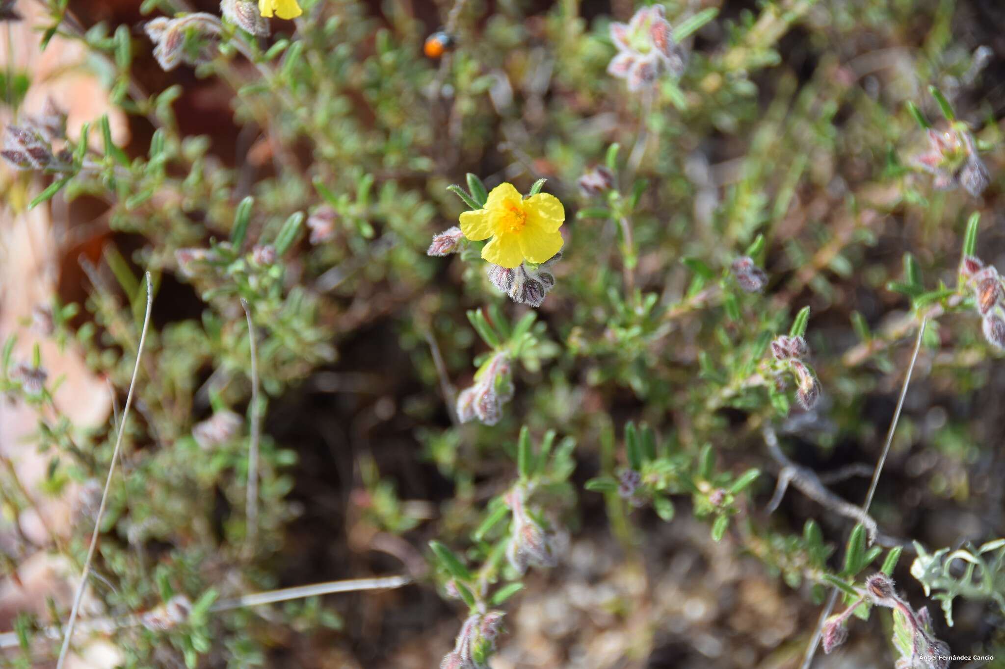 Image of Helianthemum hirtum (L.) Miller