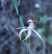 Image of Caladenia graniticola (Hopper & A. P. Br.) Hopper & A. P. Br.