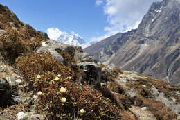 Image of Rhododendron anthopogon D. Don