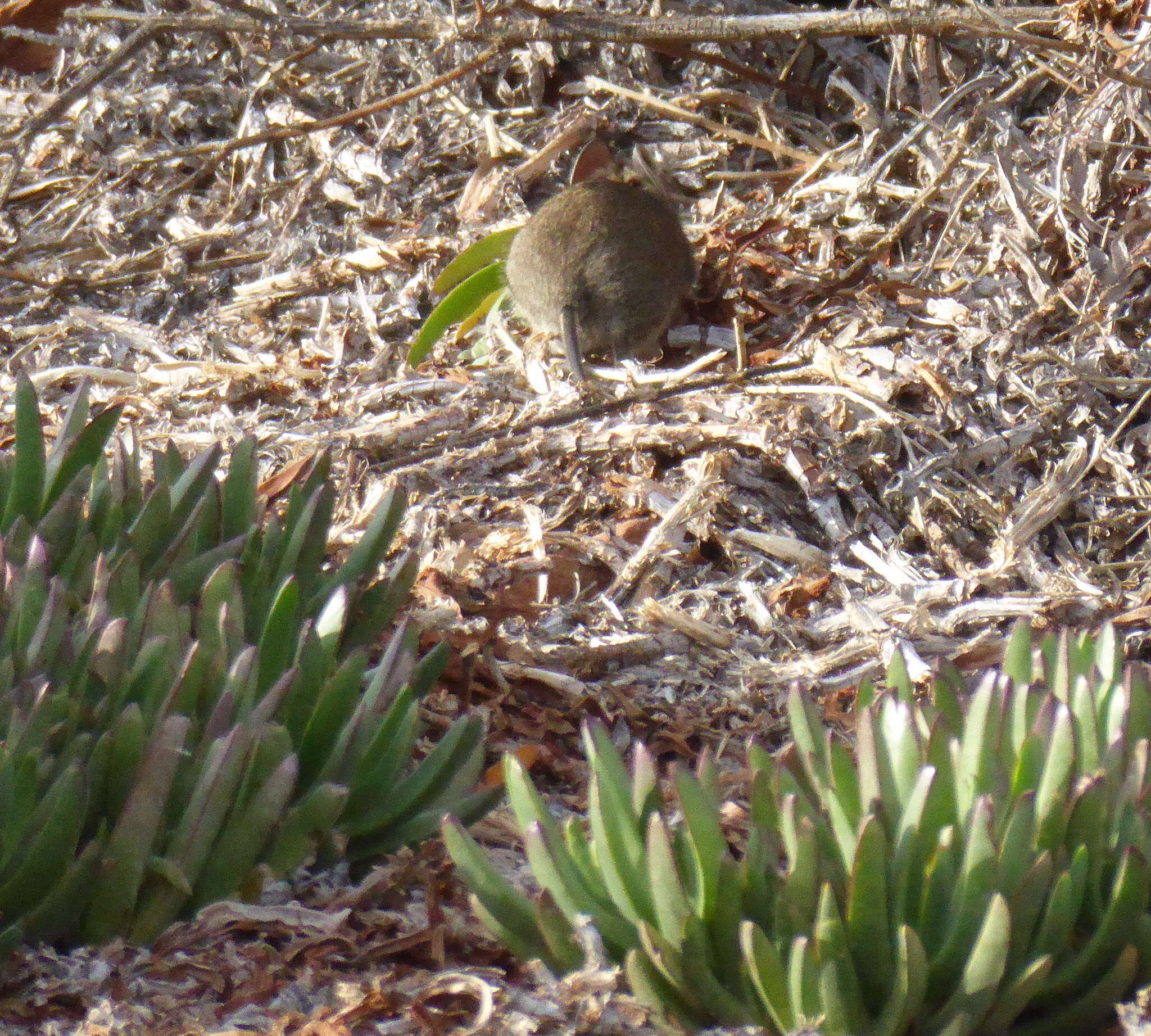 Image of African karoo rats