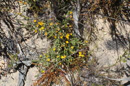 Image of Aspalathus aristifolia R. Dahlgren