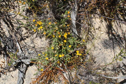 Image of Aspalathus aristifolia R. Dahlgren