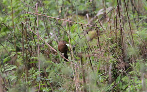 Image of Bhutan Laughingthrush