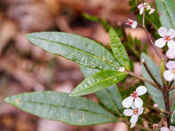 Image of Zieria arborescens Sims