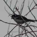 Image of White-naped Seedeater