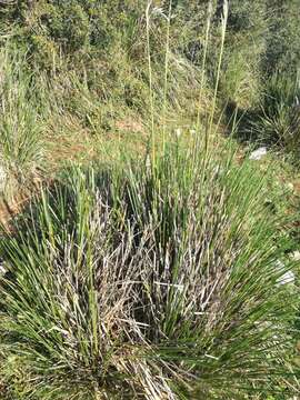 Image of Mauritanian grass