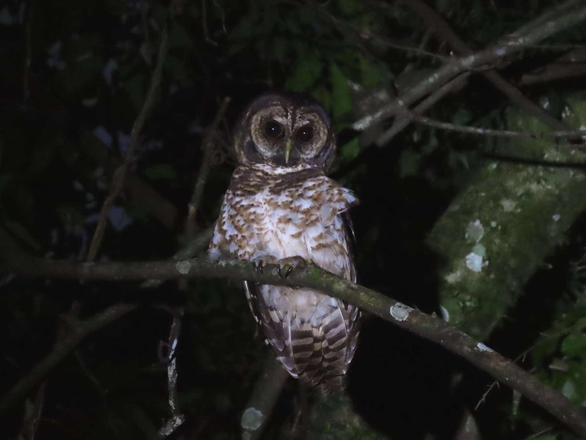 Image of Rusty-barred Owl