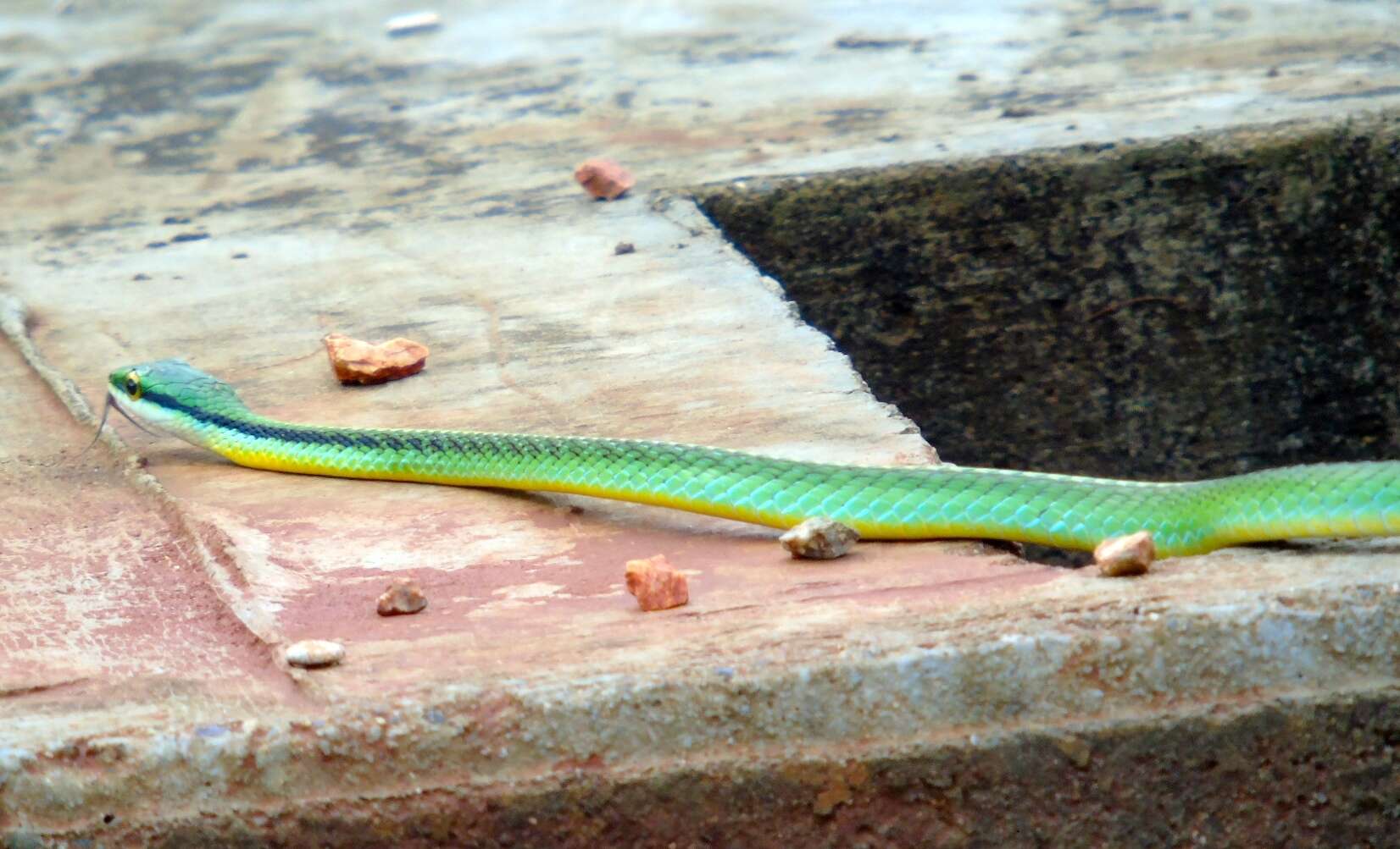 صورة Leptophis diplotropis (Günther 1872)