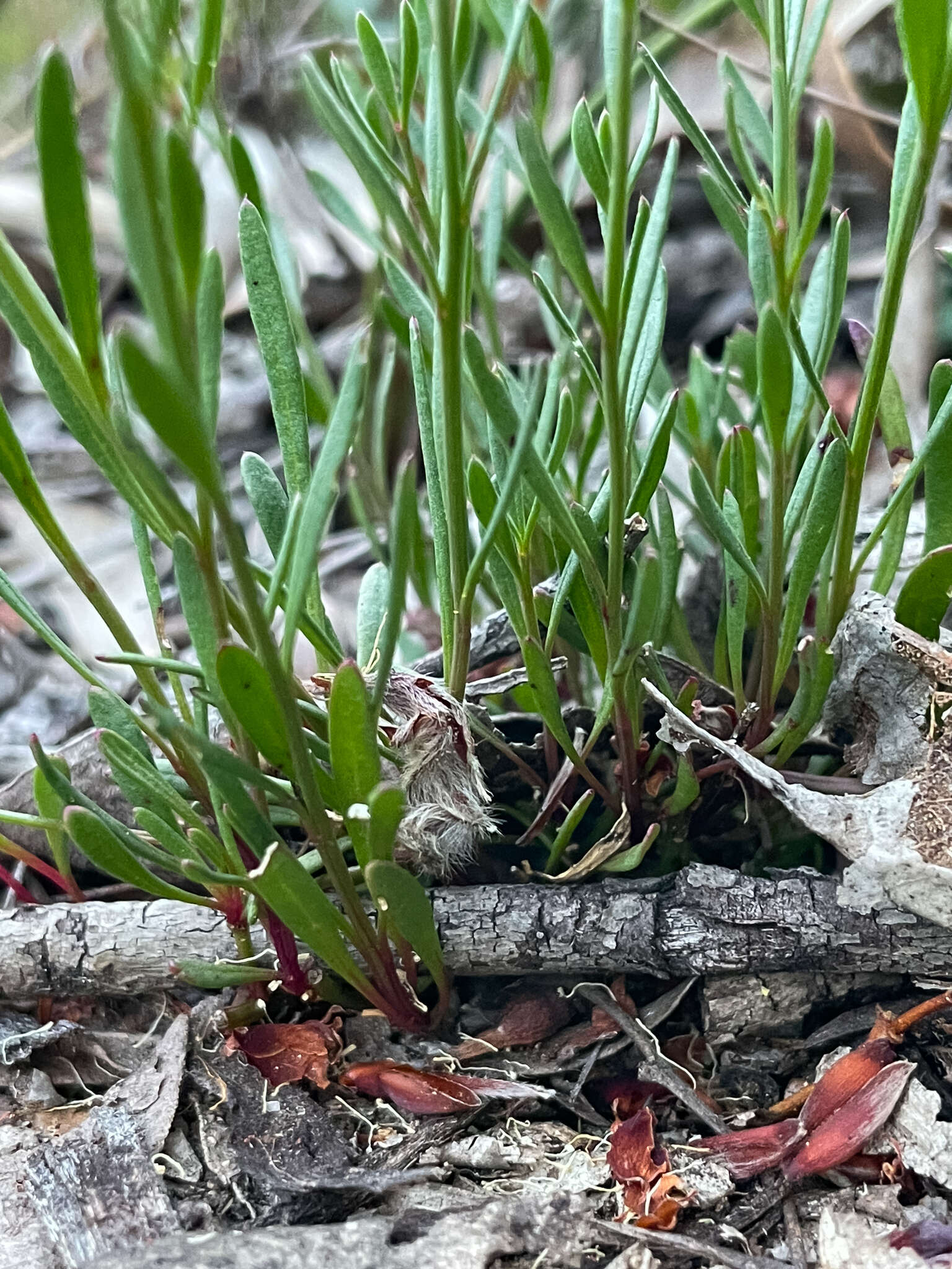 Ptilotus drummondii (Moq.) F. Müll.的圖片