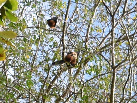 Image of Greater Mascarene Flying Fox