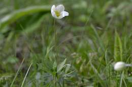 Anemone sylvestris subsp. sylvestris的圖片