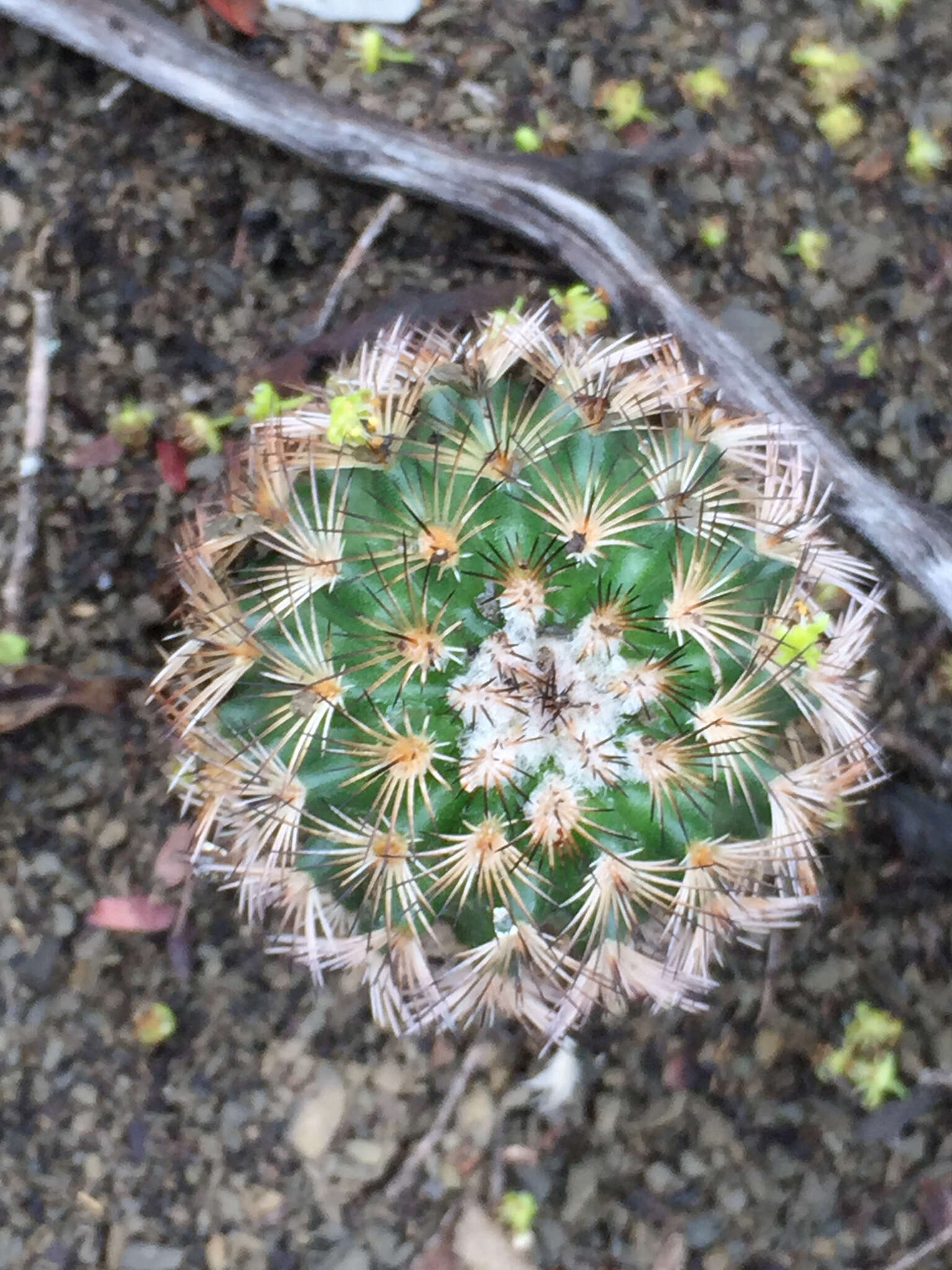 Image of Echinocereus fitchii subsp. bergmannii