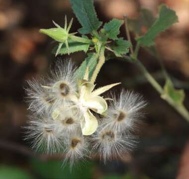 Image of Hibiscus hirtus L.