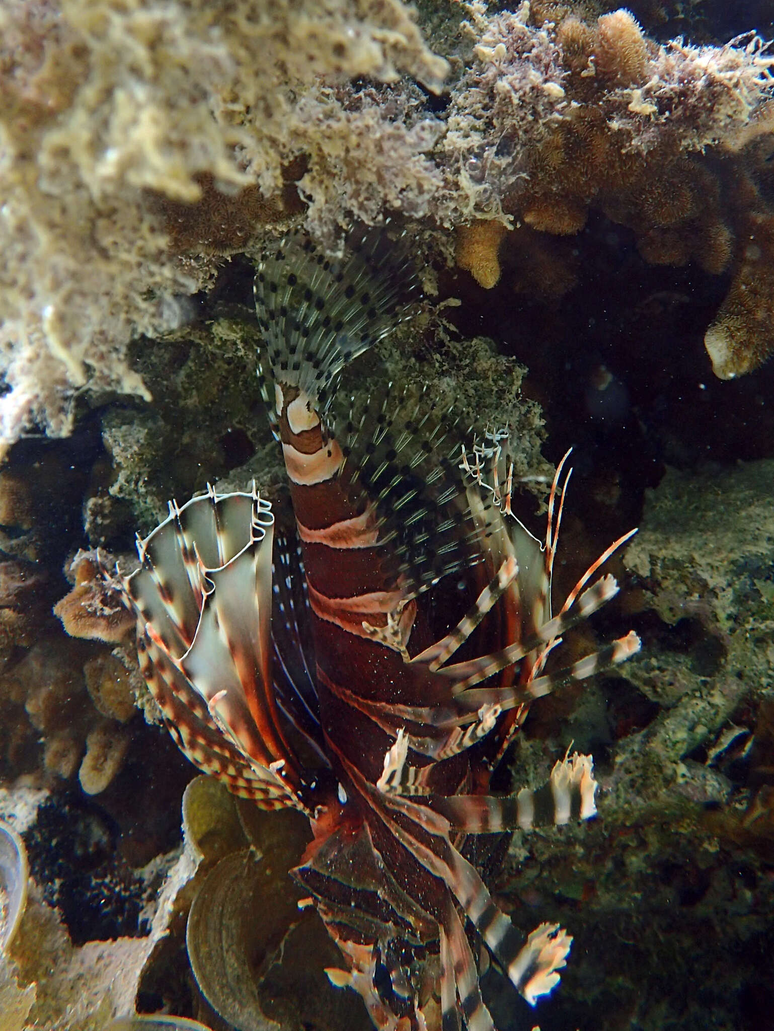 Image of Zebra lionfish