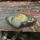 Image of Attenborough's Burgundy Snail