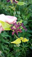 Image de Matelea carolinensis (Jacq.) R. E. Woodson