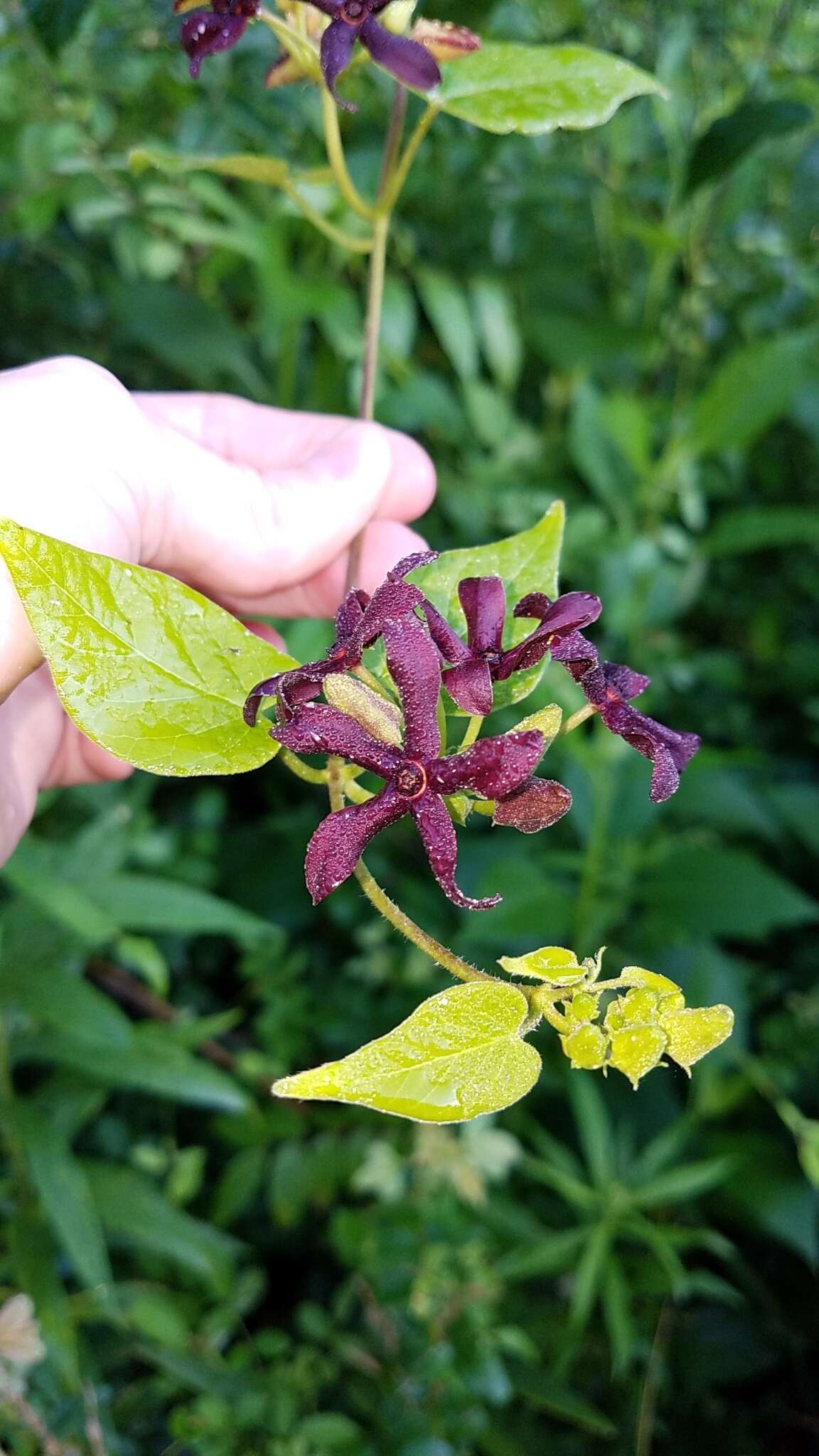 Image de Matelea carolinensis (Jacq.) R. E. Woodson