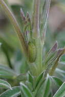 Image of Icaricia icarioides blackmorei