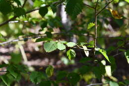 Prunus maximowiczii Rupr. resmi