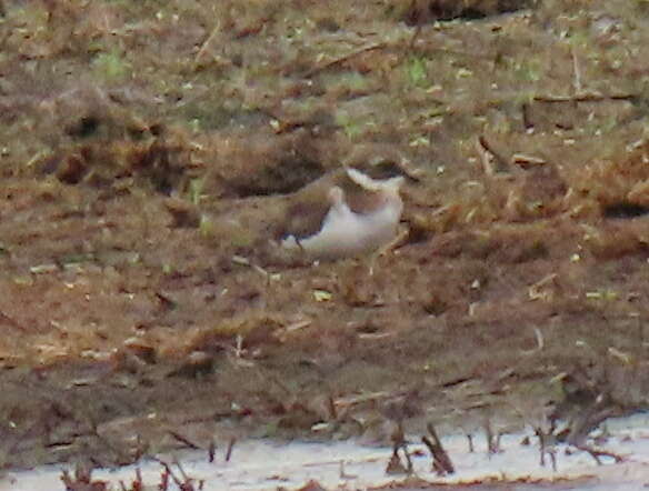 Image of Tundra Ringed Plover