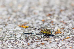 Image of Dromogomphus spoliatus (Hagen ex Selys 1858)