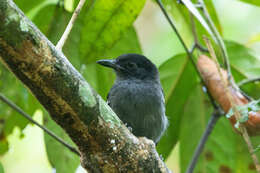 Image of Blackish-gray Antshrike