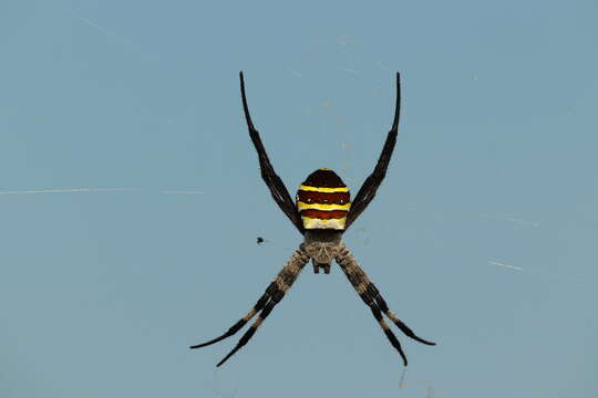 Image of Argiope amoena L. Koch 1878