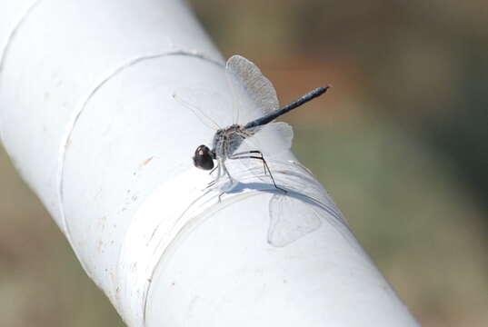 Слика од Selysiothemis Ris 1897