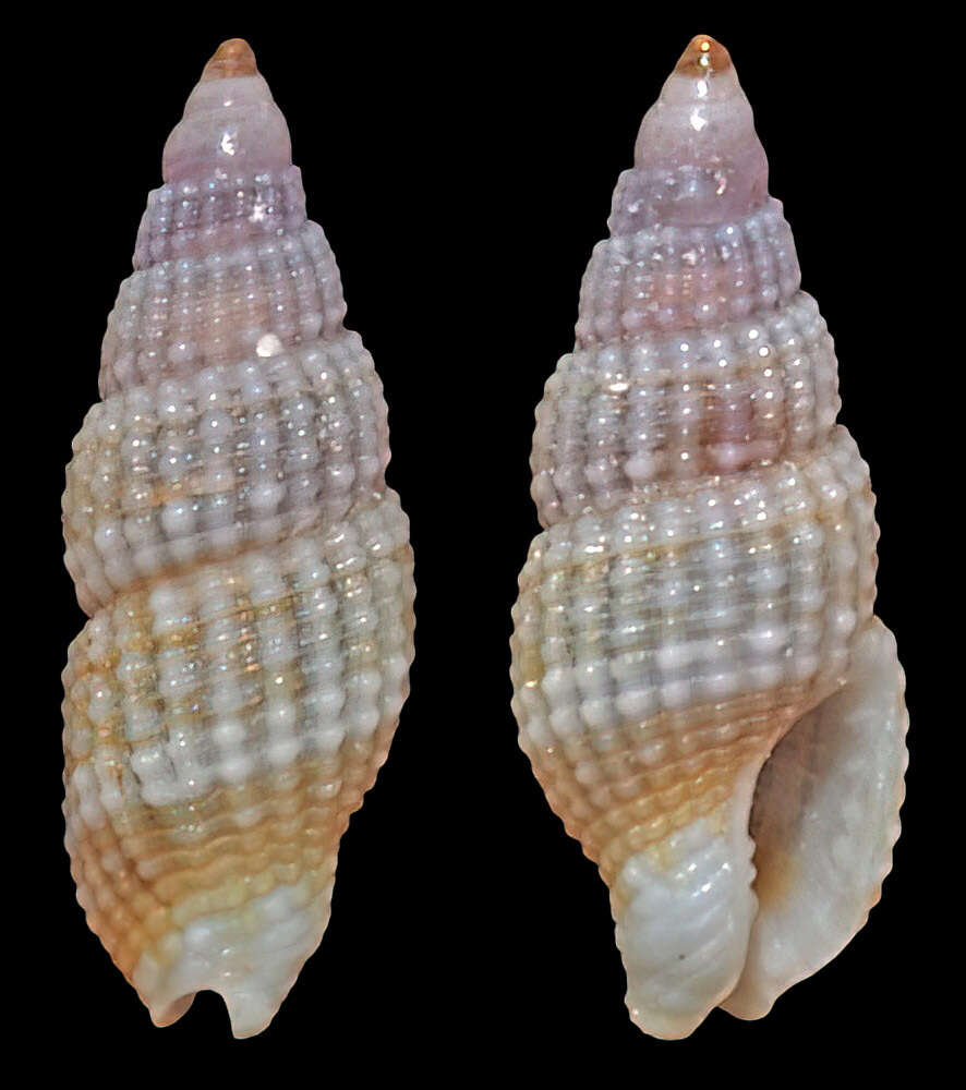 Image of Zafrona isomella (Duclos 1840)