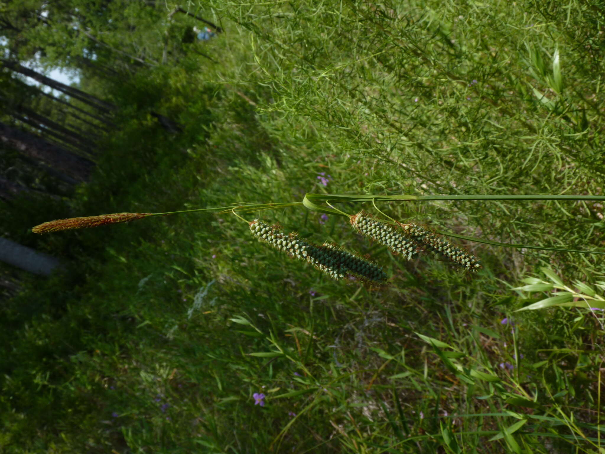 Image of southern waxy sedge